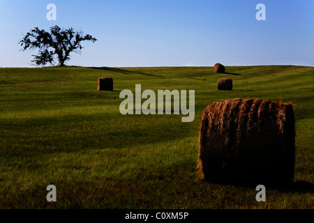 Champ de foin le matin Banque D'Images