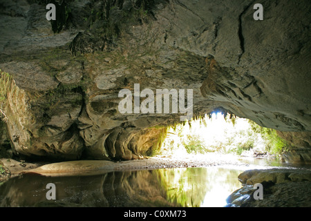 Près de Moria Gate grotte et arch, Oparara Nouvelle-zélande Banque D'Images