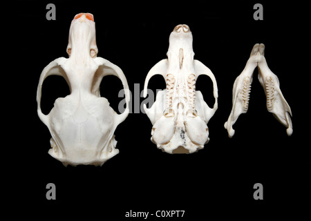 Arvicola amphibius Campagnol de l'eau européenne du crâne et de la mâchoire Banque D'Images