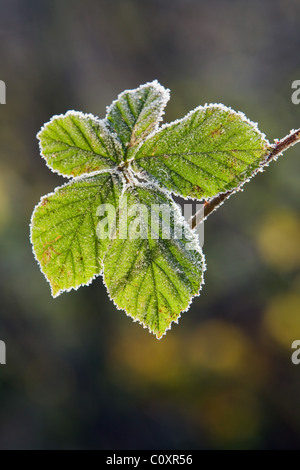 Les feuilles de mûrier vert couvert de givre sur une journée d'hiver Banque D'Images