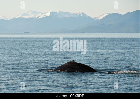 De l'Alaska. Les baleines à bosse (Megaptera novaeangliae) dans la région des îles de cinq doigts de Frederick Sound, au sud-est de l'Alaska. Banque D'Images