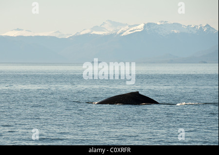 De l'Alaska. Les baleines à bosse (Megaptera novaeangliae) dans la région des îles de cinq doigts de Frederick Sound, au sud-est de l'Alaska. Banque D'Images