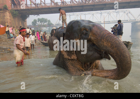 Elephant d'être baigné dans le fleuve Gandak avant d'être mis en vente, à l'Sonepur Mela, Sonepur, Bihar, Inde Banque D'Images