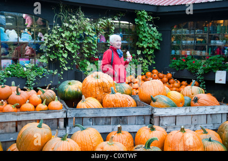 Citrouilles d'Halloween sur le sirop d'érable ferme près de Montepelier dans le Vermont. Banque D'Images