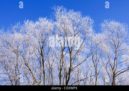 Arbres couverts de givre photographié contre un ciel bleu Banque D'Images