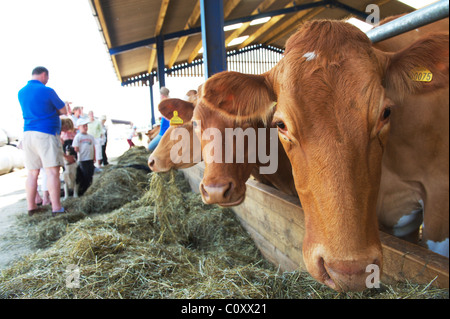 Le bétail dans une étable dans une ferme de suffolk prêt pour la traite Banque D'Images