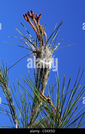 Chenille La chenille processionnaire Thaumetopoea Pityocampo (nid), Mijas Costa, Costa del Sol, la province de Malaga, Andalousie, Espagne, Europe. Banque D'Images