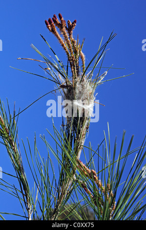 Chenille La chenille processionnaire Thaumetopoea Pityocampo (nid), Mijas Costa, Costa del Sol, la province de Malaga, Andalousie, Espagne, Europe. Banque D'Images