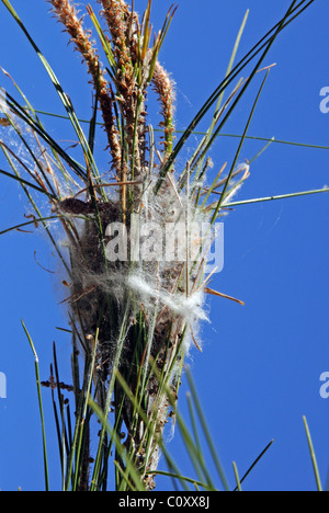 Chenille La chenille processionnaire Thaumetopoea (NID) Pityocampo - Procesionaria del Pino, Costa del Sol, Espagne, Europe. Banque D'Images