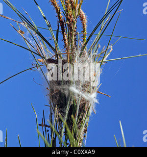 Chenille La chenille processionnaire Thaumetopoea (NID) Pityocampo - Procesionaria del Pino, Costa del Sol, Espagne, Europe. Banque D'Images