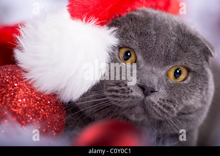 Portrait d'un chat de Noël Banque D'Images