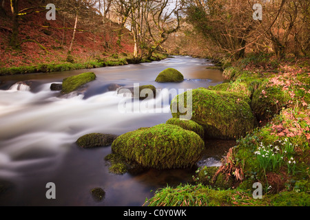 Scène de pays avec des perce-neige (Galanthus nivalis) croissant à côté d'Afon Dwyfor River en hiver. Llanystumdwy, Gwynedd, au nord du Pays de Galles, Royaume-Uni, Angleterre Banque D'Images