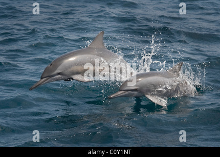 Hawaiian/Gray's Dauphins, Stenella longirostris, marsouinage, Maldives, océan Indien. Banque D'Images