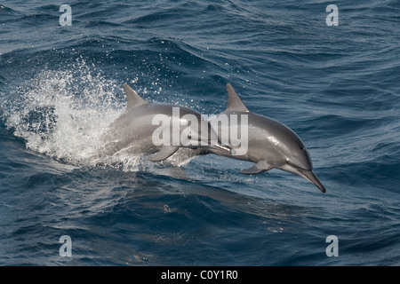 Hawaiian/Gray's Dauphins, Stenella longirostris, marsouinage, Maldives, océan Indien. Banque D'Images