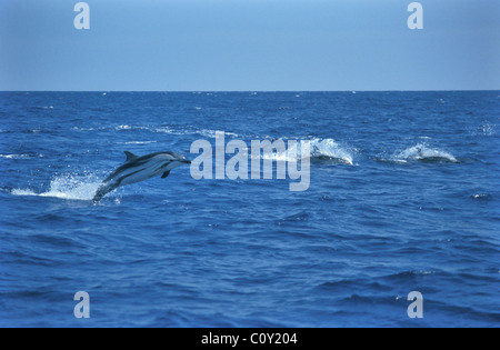 Dauphin bleu - Euphrosyne (dolphin Stenella coeruleoalba) jumping - Pico - Açores - Portugal Banque D'Images
