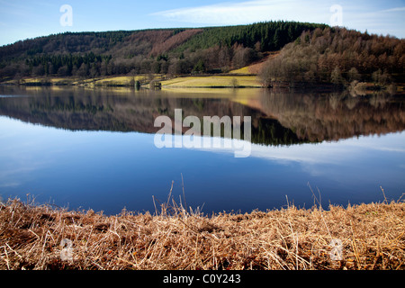 Frottez en premier plan avec vue sur la Vallée de Derwent réservoir avec des reflets de ciel bleu, arbres et collines Banque D'Images