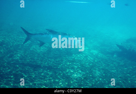 Tarpon atlantique - argent roi tarpon (Megalops atlanticus) baignade dans la rivière Banque D'Images