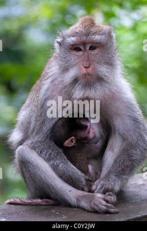 Longue queue balinais femelle macacque et bébé Banque D'Images