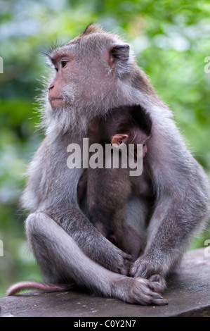 Longue queue balinais femelle macacque et bébé Banque D'Images