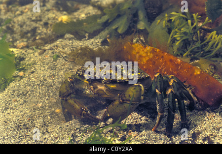Crabe commun - crabe vert européen (Carcinus maenas) déménagement sur un fond sablonneux Banque D'Images