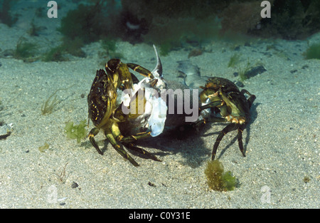 Crabe commun - crabe vert européen (Carcinus maenas) Groupe de manger un poisson mort (l'aiguillat commun) sur un fond de sable Banque D'Images