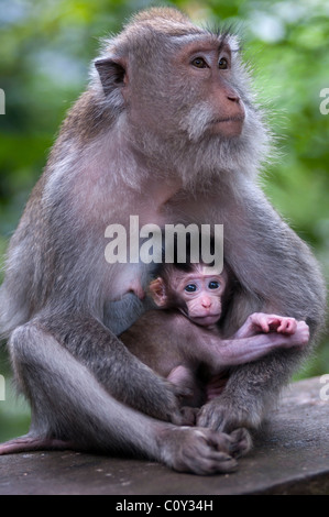 Longue queue balinais femelle macacque et bébé Banque D'Images