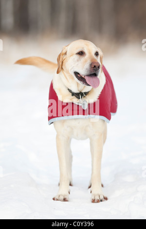 Chien Labrador Retriever jaune portant son manteau extérieur sur une froide journée d'hiver. Winnipeg, Manitoba, Canada. Banque D'Images