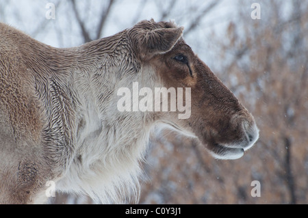 Close-up d'un caribou des bois en hiver. Banque D'Images