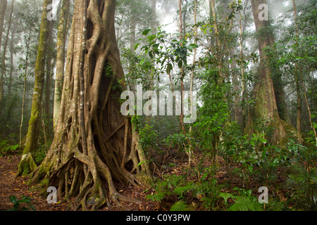 Binna Burra rainforest subtropicale, section, Parc National de Lamington, Queensland, Australie Banque D'Images