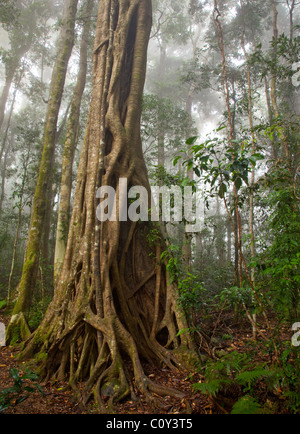 Binna Burra rainforest subtropicale, section, Parc National de Lamington, Queensland, Australie Banque D'Images