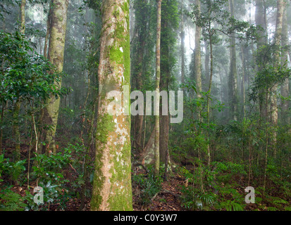 Binna Burra rainforest subtropicale, section, Parc National de Lamington, Queensland, Australie Banque D'Images