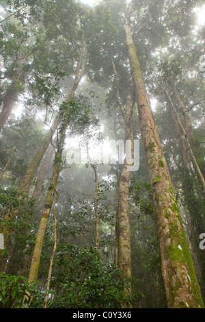 Binna Burra rainforest subtropicale, section, Parc National de Lamington, Queensland, Australie Banque D'Images