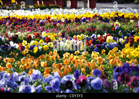 Les fleurs du printemps pour la vente au marché de fermiers à Dallas, Texas, USA Banque D'Images