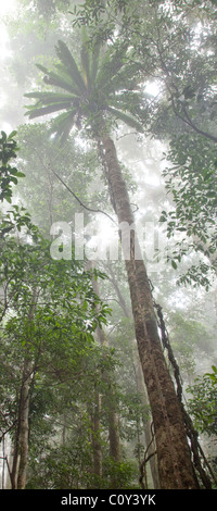 Binna Burra rainforest subtropicale, section, Parc National de Lamington, Queensland, Australie Banque D'Images