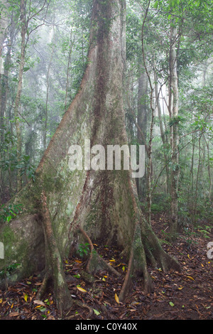 Binna Burra rainforest subtropicale, section, Parc National de Lamington, Queensland, Australie Banque D'Images