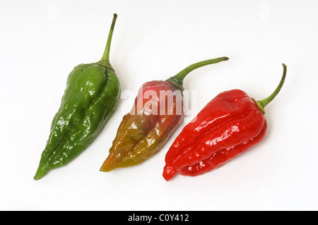 Piment Naga Dorset sur fond blanc Banque D'Images