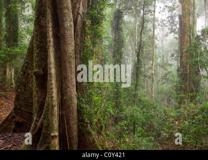 Binna Burra rainforest subtropicale, section, Parc National de Lamington, Queensland, Australie Banque D'Images