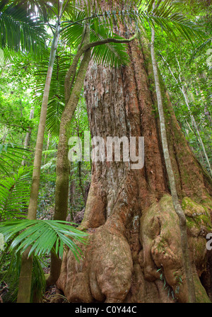 Fort de brosse, Lophostemon confertus, vert des montagnes, Parc National de Lamington, Queensland, Australie Banque D'Images