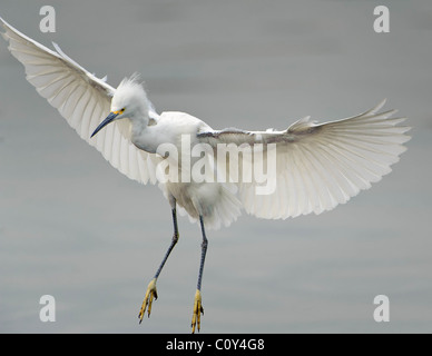 Aigrette neigeuse atterrissage sur bord du lac. Banque D'Images