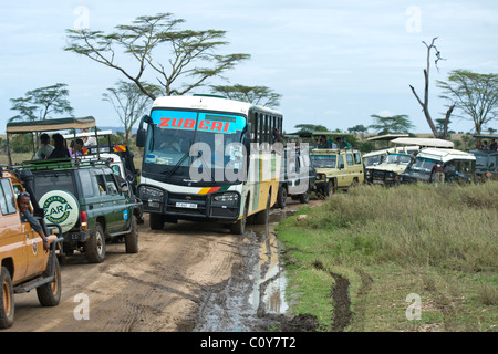 Embouteillage causé par les visiteurs de regarder un Leopard en Tanzanie Serengeti Seronera Banque D'Images