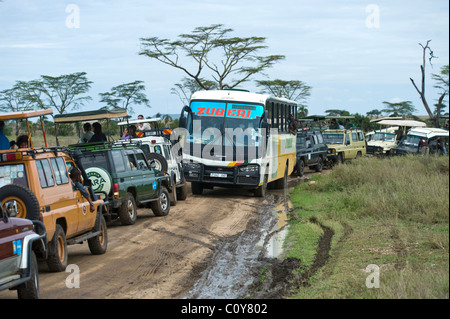 Embouteillage causé par les visiteurs de regarder un Leopard en Tanzanie Serengeti Seronera Banque D'Images