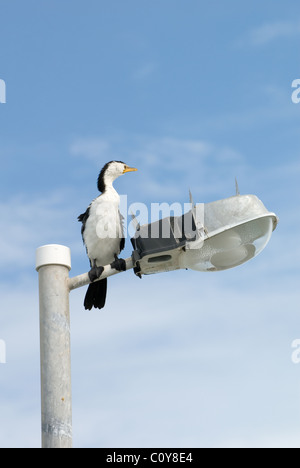 Aigrettes assis sur un lampadaire, Whitsunday Islands, Queensland, Australie. Banque D'Images