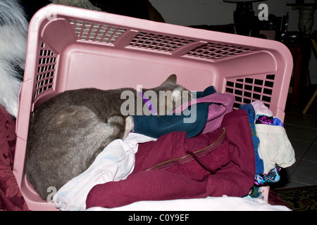 Cat dormir parmi les vêtements dans un panier de blanchisserie Banque D'Images