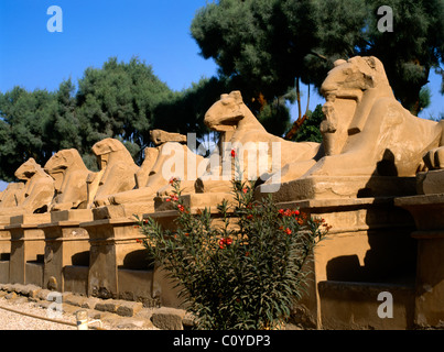 Karnak Temple Complex Égypte Avenue des Sphinxes à tête de RAM la RAM symbolisant le Dieu égyptien Amun protégeant les effigies royales de Rameses II sous la forme d'Osiris Banque D'Images