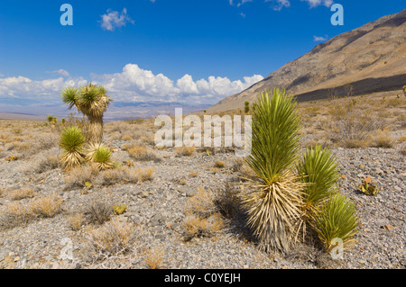 Joshua tree forest, Yucca brevifolia, sur la route de l'Hippodrome, la Death Valley National Park, California, USA Banque D'Images