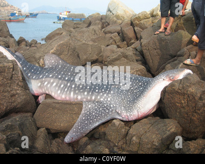 Bébé requin-baleine échouée ce monstre d'une tonne, requin-baleine nains surpris les habitants après avoir été trouvés morts échoués sur les rochers en Banque D'Images