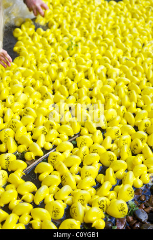 Canards en plastique au début de la course de canards dans la région de Chesham, Royaume-Uni Banque D'Images