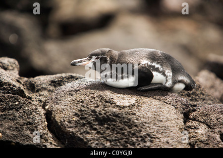 Manchot des Galapagos - Bartolome Island - Iles Galapagos, Equateur Banque D'Images