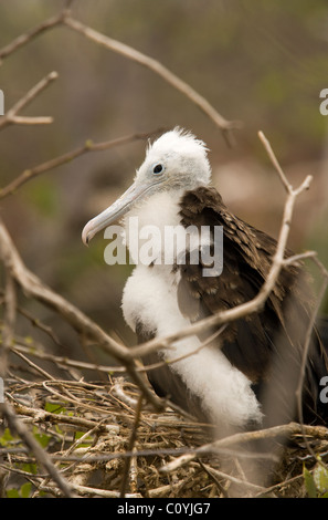 Frégate superbe (immature) - North Seymour Seymour (Norte) Island - Iles Galapagos, Equateur Banque D'Images