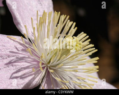 Clématite Clematis montana, l'himalaya Banque D'Images